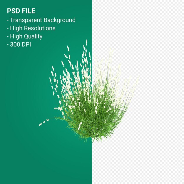 PSD muhlenbergia rigen arbre rendu 3d isolé