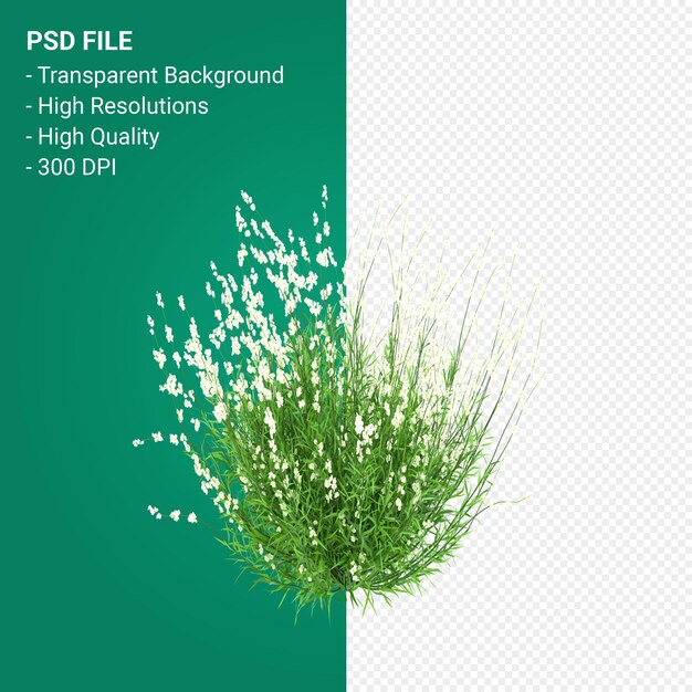 PSD muhlenbergia rigen arbre rendu 3d isolé