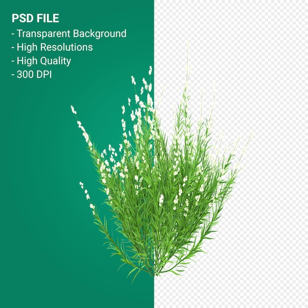 Muhlenbergia rigen baum 3d render isoliert