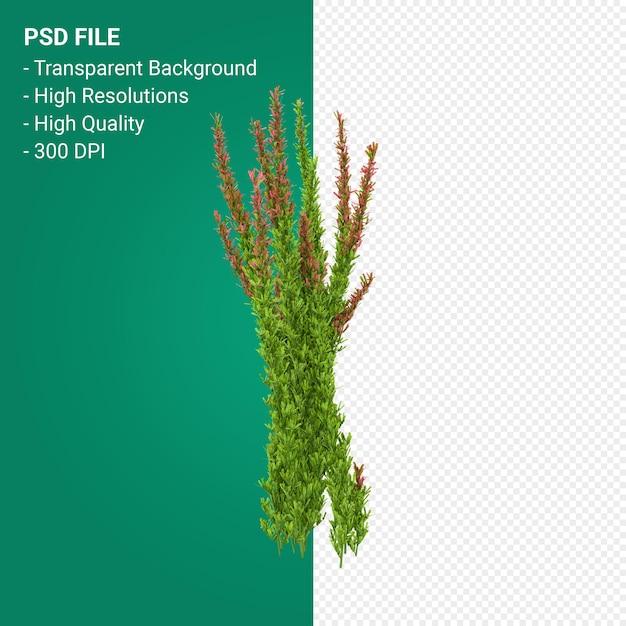 Muhlenbergia rigen baum 3d render isoliert