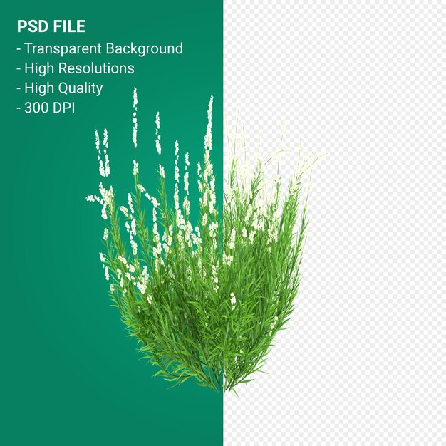 PSD muhlenbergia rigen baum 3d render isoliert