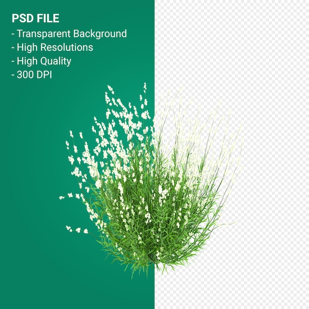 Muhlenbergia Rigen Baum 3d render isoliert