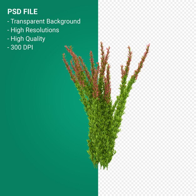 PSD muhlenbergia rigen baum 3d-rendering auf transparentem hintergrund isoliert