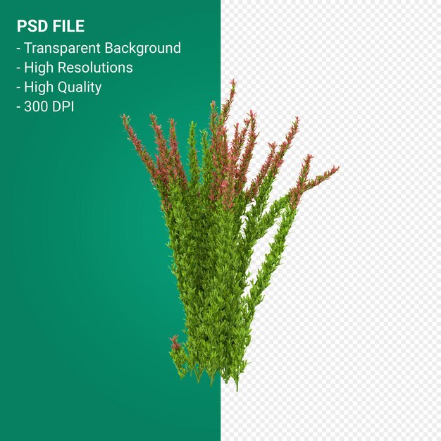 Muhlenbergia rigen baum 3d-rendering auf transparentem hintergrund isoliert