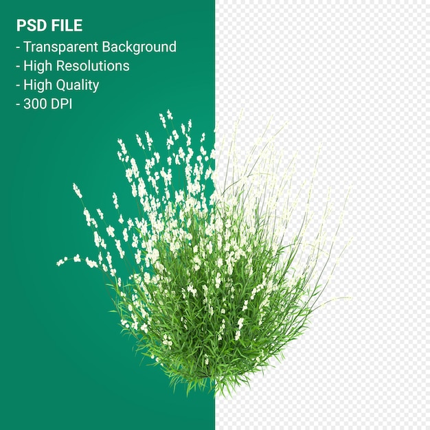 PSD muhlenbergia rigen baum 3d-rendering auf transparentem hintergrund isoliert