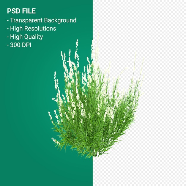 Muhlenbergia Rigen Baum 3D-Rendering auf transparentem Hintergrund isoliert
