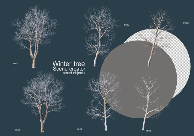 Muitos tipos de árvores no inverno