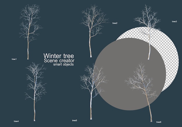 Muitos tipos de árvores no inverno