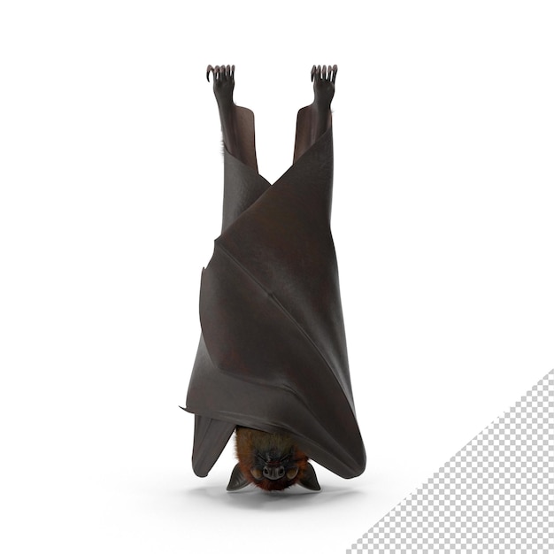 Murciélago De La Fruta PNG