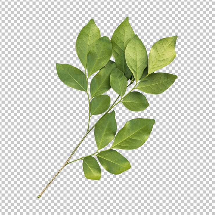 Murraya verde fresco deixa renderização isolada
