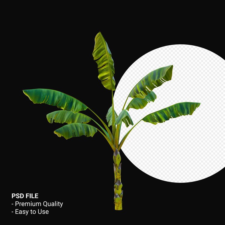 Musa Paradisica o plátano 3D Render aislado