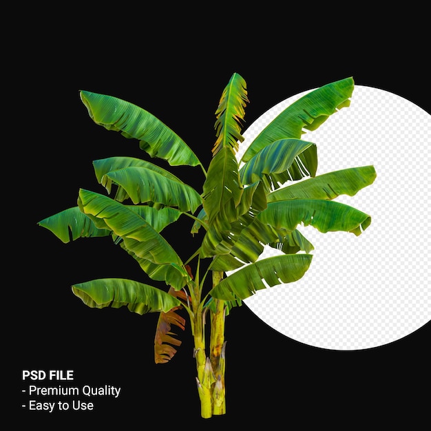 Musa Paradisica oder Bananenbaum 3d rendern isoliert