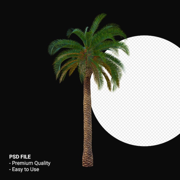 Musa Paradisica oder Bananenbaum 3d rendern isoliert