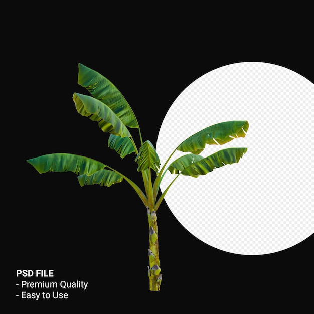 Musa Paradisica oder Bananenbaum 3d rendern isoliert