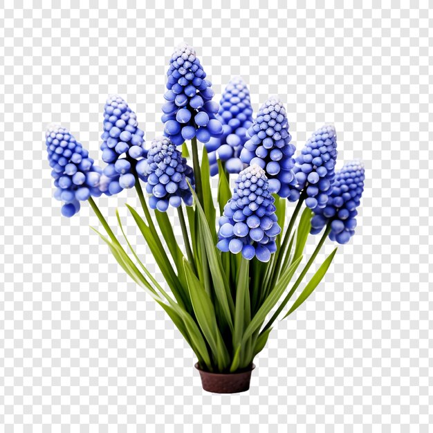 PSD muscari botryoides blüten, isoliert auf durchsichtigem hintergrund