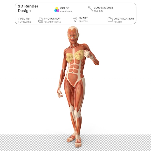 PSD músculos humanos femininos anatomia modelagem 3d arquivo psd anatomia humana realista