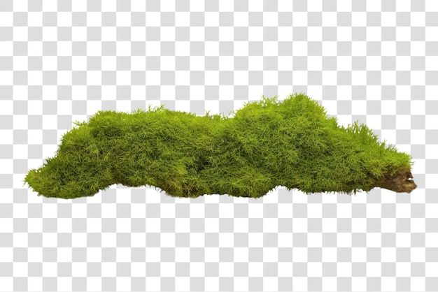 El musgo verde exuberante en el tronco