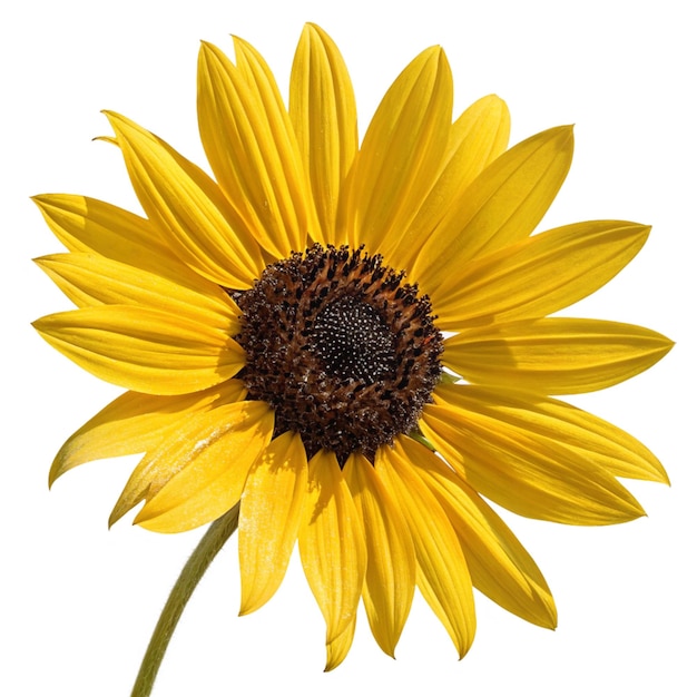 Nahaufnahme einer lebendigen Sonnenblume, die im Sonnenlicht blüht