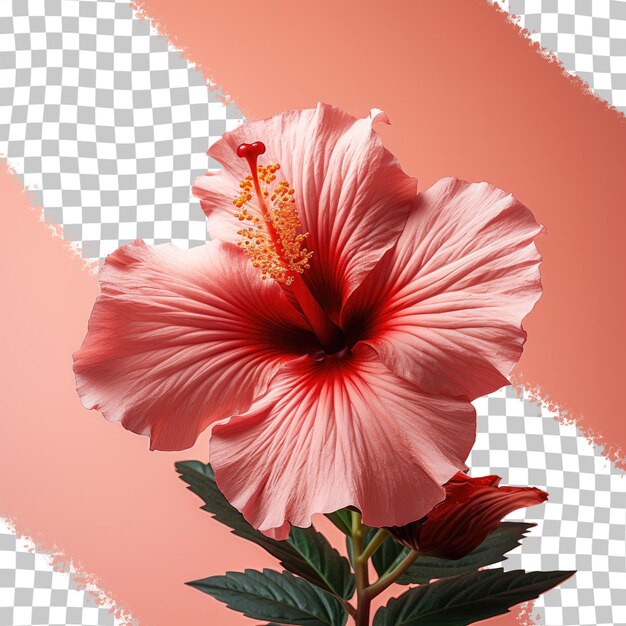 Nahaufnahme einer roten hibiskusblume auf einem transparenten hintergrund