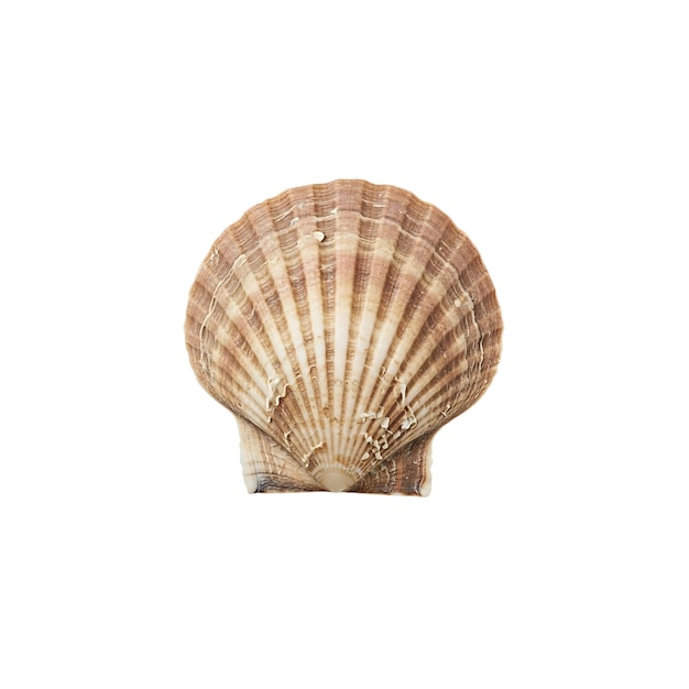 Nahaufnahme einer wunderschönen Muschelschale, isoliert auf Weiß