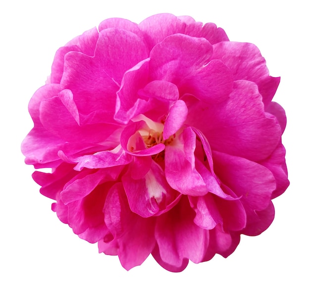 Nahaufnahme einer wunderschönen rosa Rose in voller Blüte
