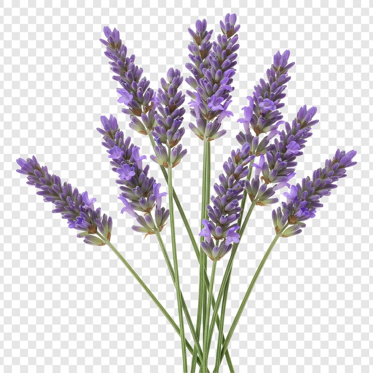 PSD nahaufnahme eines lebendigen lavendelblumenstraußes mit durchsichtigem hintergrund