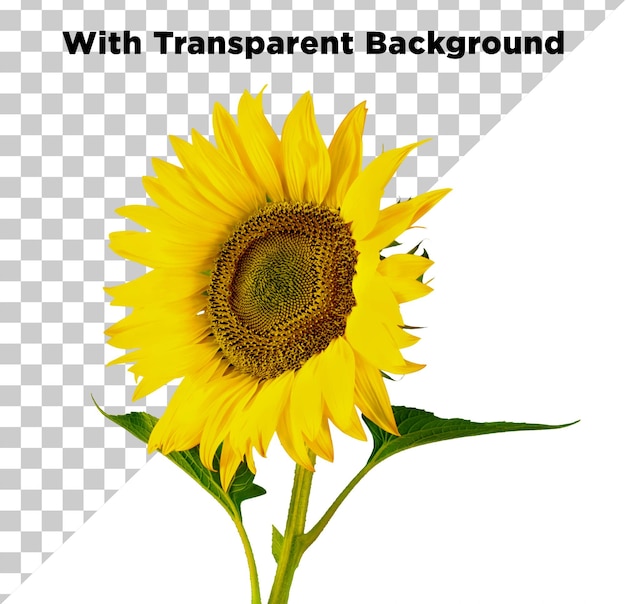 Nahaufnahme von Sonnenblumen, die im Frühling blühen, Einzelblume Gelb PSD Isoliert auf durchsichtigem Hintergrund