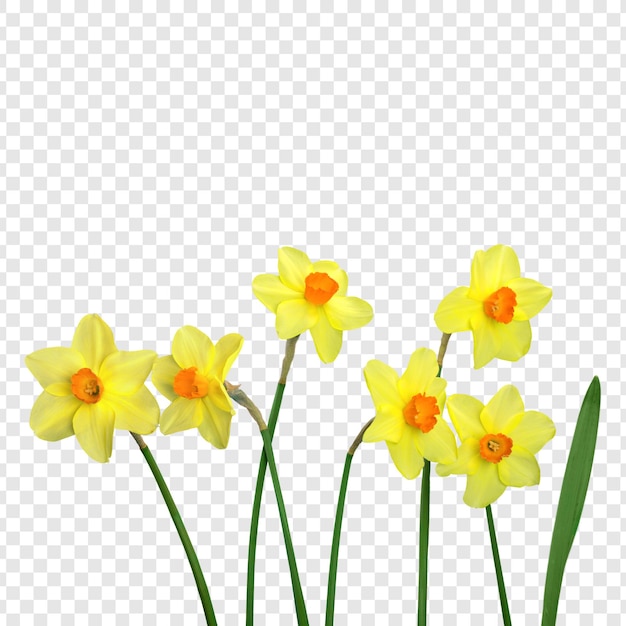 Los narcisos en flor
