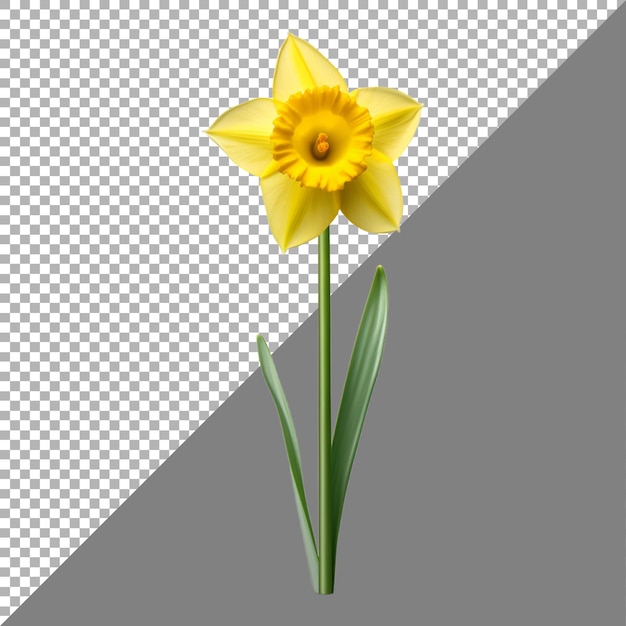 PSD narzissenblume auf durchsichtigem hintergrund ai erzeugt