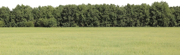 Natürliche Baum- und Parklandschaften mit offenen Wiesen und Landschaftsansichten
