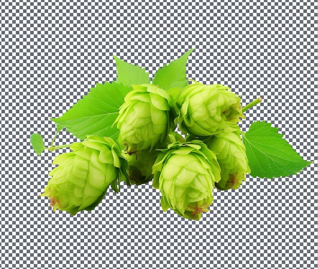 Natürlicher und frischer grüner Hopfen isoliert auf transparentem Hintergrund