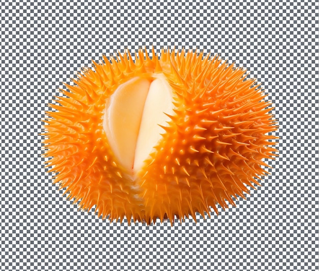 Natürlicher und frischer Seeigel Uni isoliert auf durchsichtigem Hintergrund
