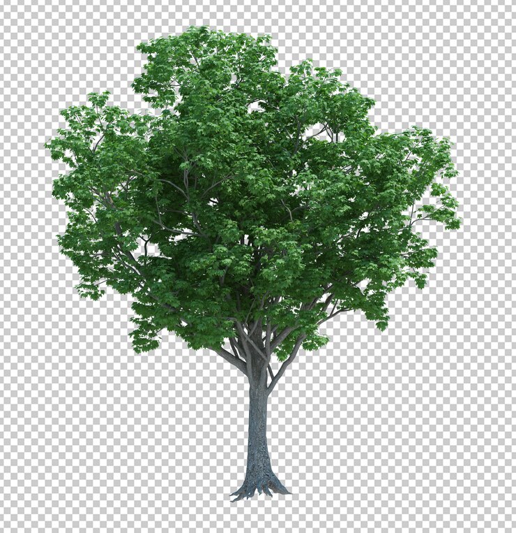 Natura oggetto albero isolato