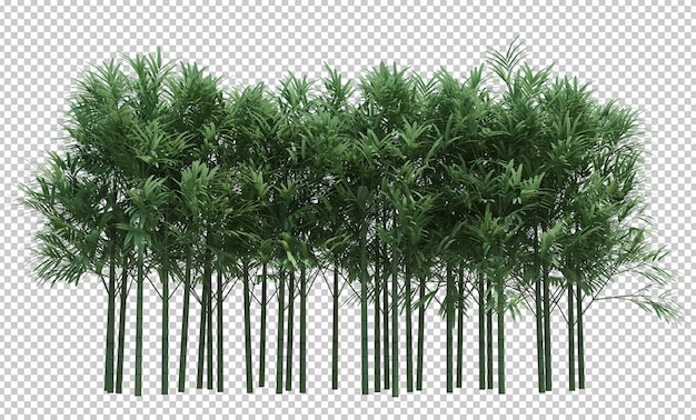 Naturaleza objeto bambú árbol aislado blanco