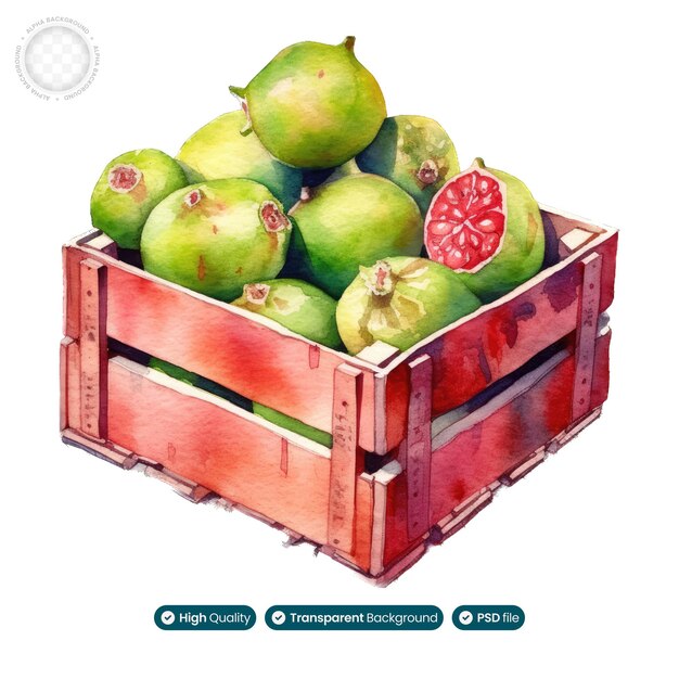 PSD nature39s bounty guava box aquarell-meisterwerk