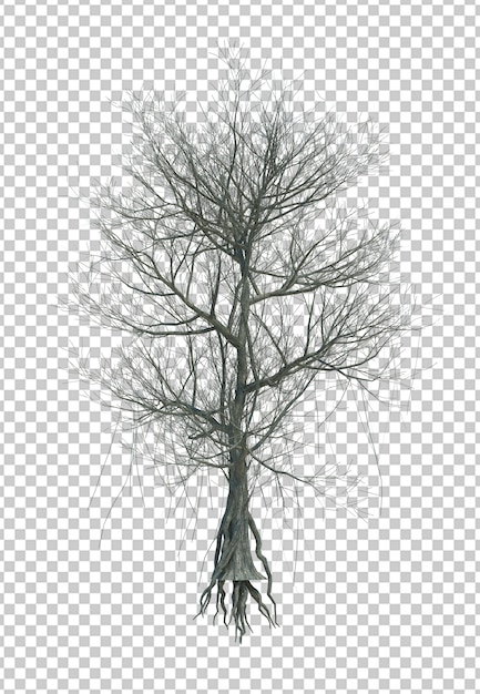 Naturobjektbaum isoliert