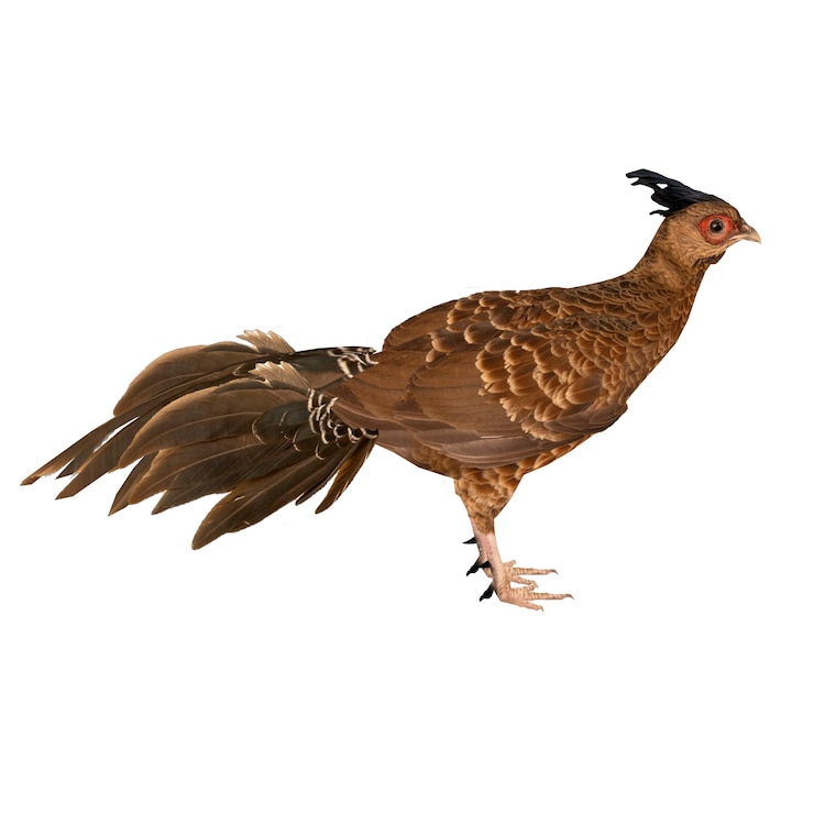 PSD nepal kalij pheasant bird (en inglés)