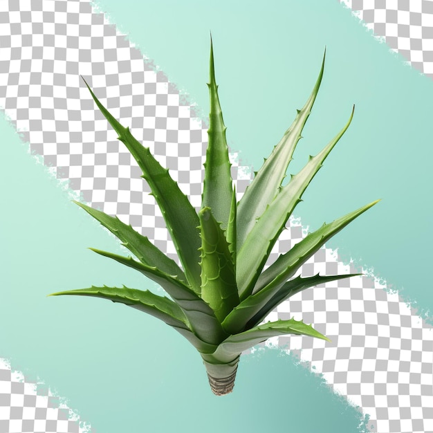 Neue aloe-pflanze