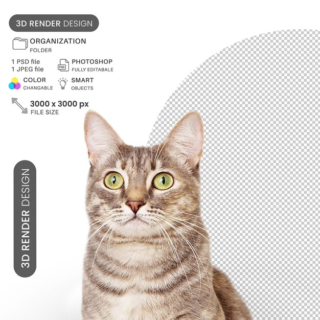 Neugierige schattige Katze PSD
