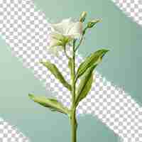 PSD nicotiana sanderae uma flor perfumada de tabaco isolada em fundo transparente