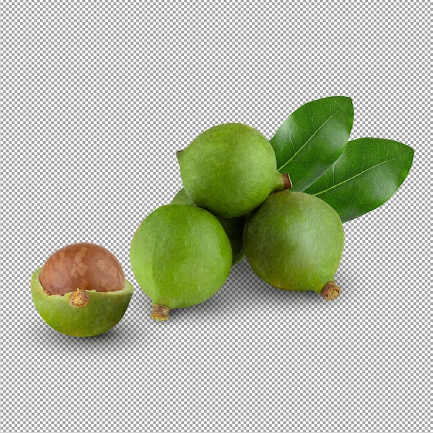 Noix De Macadamia Décortiquées Isolées Sur Fond Alpha