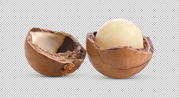 Noix de macadamia isolées sur la couche alpha