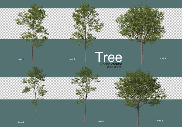 De Nombreux Types D'arbres Différents