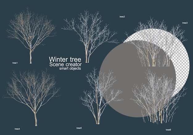 De Nombreux Types D'arbres En Hiver