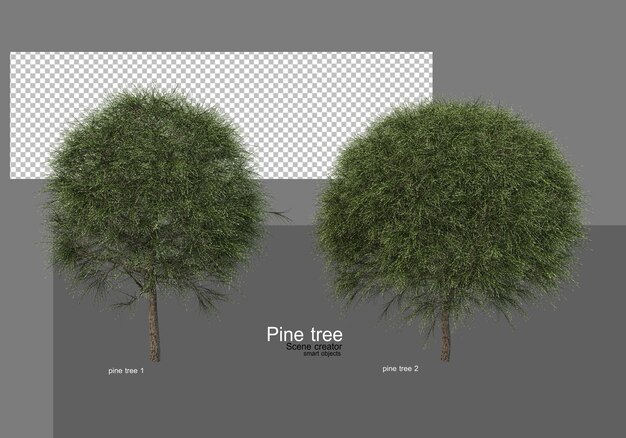 De nombreux types de jardins de pins
