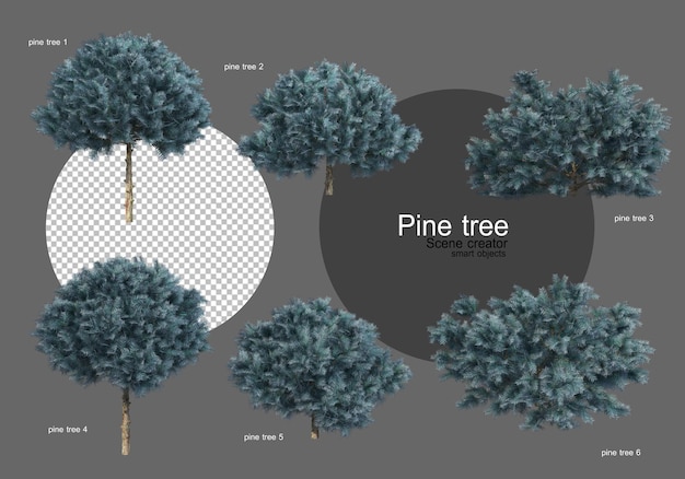 De Nombreux Types De Pins Différents