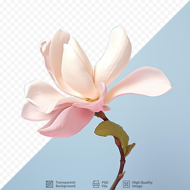 PSD nouvelle fleur de magnolia