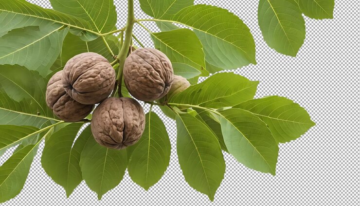 PSD nueces frescas en la rama
