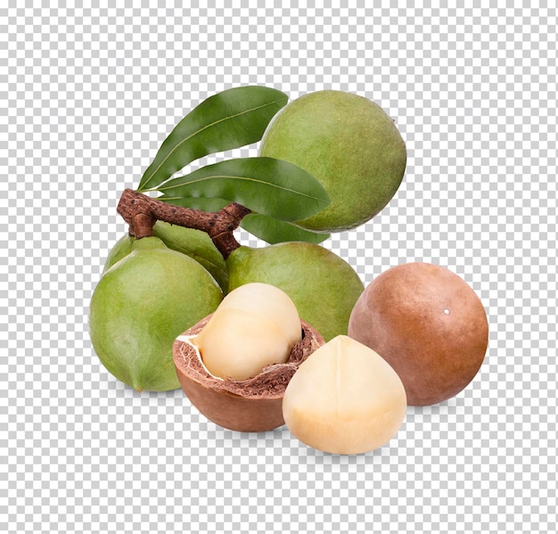 PSD nueces de macadamia con hojas aisladas psd premium