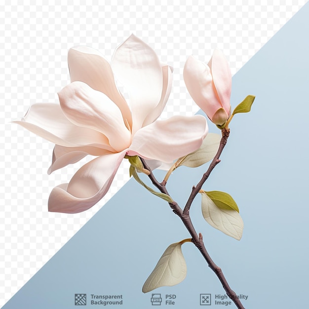 PSD nueva flor de magnolia